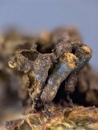 Attēlu rezultāti vaicājumam “Lindbladia tubulina macro”