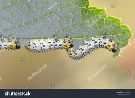 Attēlu rezultāti vaicājumam “Nematus ribesii”