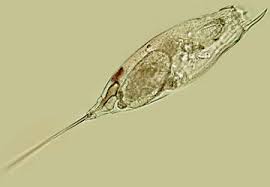 Attēlu rezultāti vaicājumam “Trichia contorta sessile”