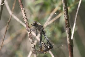 Attēlu rezultāti vaicājumam “Leucorrhinia caudalis”