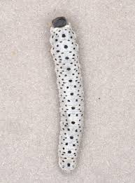 Attēlu rezultāti vaicājumam “Tenthredo scrophulariae larva”