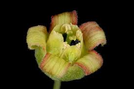 Attēlu rezultāti vaicājumam “Ribes nigrum flower”