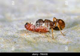 Attēlu rezultāti vaicājumam “Maculinea alcon underside”