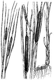 Attēlu rezultāti vaicājumam “Typha angustifolia”