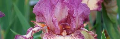 Attēlu rezultāti vaicājumam “Iris rosenbachiana”