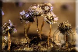 Attēlu rezultāti vaicājumam “Physarum flavicomum”