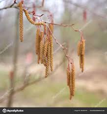Attēlu rezultāti vaicājumam “Alnus incana female flower”