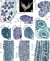 Attēlu rezultāti vaicājumam “Zea mays male flower”