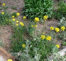 Attēlu rezultāti vaicājumam “Erysimum hieracifolium”