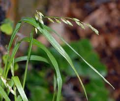 Attēlu rezultāti vaicājumam “Melica nutans”