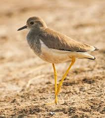 Image result for Vanellus leucurus