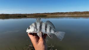 Image result for Pogonias cromis