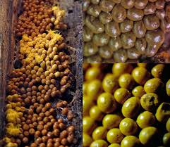 Attēlu rezultāti vaicājumam “Oligonema favogineum”