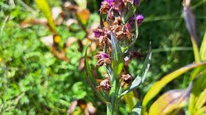 Attēlu rezultāti vaicājumam “Dactylorhiza majalis subsp. baltica bud”