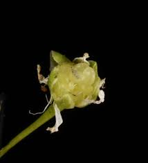 Attēlu rezultāti vaicājumam “Moehringia lateriflora flower”