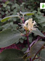 Attēlu rezultāti vaicājumam “Lonicera xylosteum leaf”