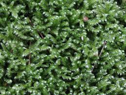 Attēlu rezultāti vaicājumam “Hypnum jutlandicum”