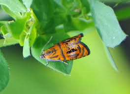 Attēlu rezultāti vaicājumam “Olethreutes arcuella”