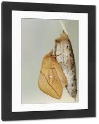 Attēlu rezultāti vaicājumam “Euthrix potatoria cocoon”