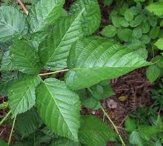 Attēlu rezultāti vaicājumam “Rubus nessensis”