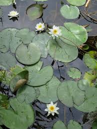 Attēlu rezultāti vaicājumam “Nymphaea alba”