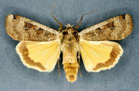 Attēlu rezultāti vaicājumam “Noctua pronuba”