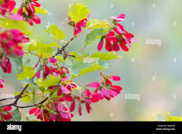 Attēlu rezultāti vaicājumam “Acer tataricum fruit”