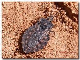 Attēlu rezultāti vaicājumam “Aradus betulae”