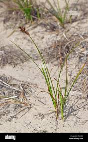 Attēlu rezultāti vaicājumam “Carex arenaria”