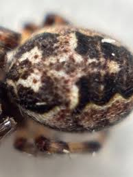 Attēlu rezultāti vaicājumam “Larinioides cornutus”