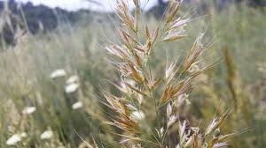 Attēlu rezultāti vaicājumam “Trisetum flavescens”