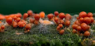 Attēlu rezultāti vaicājumam “Hemitrichia decipiens”