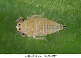 Attēlu rezultāti vaicājumam “Macrosteles sp. nymph”