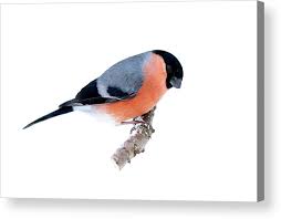 Attēlu rezultāti vaicājumam “Pyrrhula pyrrhula”