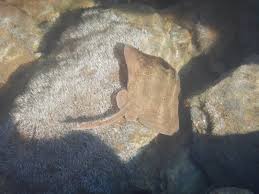 Image result for Raja radula