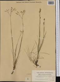 Attēlu rezultāti vaicājumam “Arenaria procera”