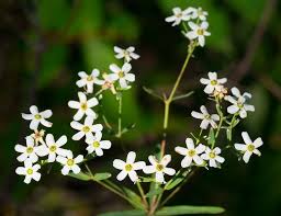 Attēlu rezultāti vaicājumam “Juniperus communis female flower”