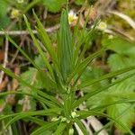 Attēlu rezultāti vaicājumam “Polygonatum verticillatum fruit”