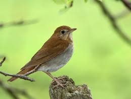 Image result for Catharus fuscescens