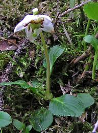 Attēlu rezultāti vaicājumam “Moneses uniflora flower”