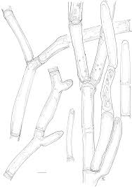 Imagini pentru Cladophora aegagropila