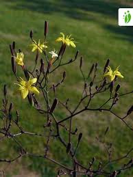 Attēlu rezultāti vaicājumam “Mycelis muralis leaf”