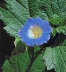 Attēlu rezultāti vaicājumam “Nicandra physalodes”