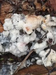 Attēlu rezultāti vaicājumam “Physisporinus vitreus”