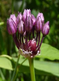Attēlu rezultāti vaicājumam “Allium scorodoprasum bud”