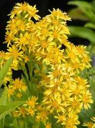 Image result for Solidago virgaurea