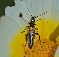 Attēlu rezultāti vaicājumam “Oedemera sp.”