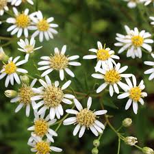 Image result for Aster