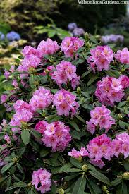Attēlu rezultāti vaicājumam “rhododendron”