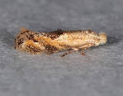 Attēlu rezultāti vaicājumam “Bucculatricidae”